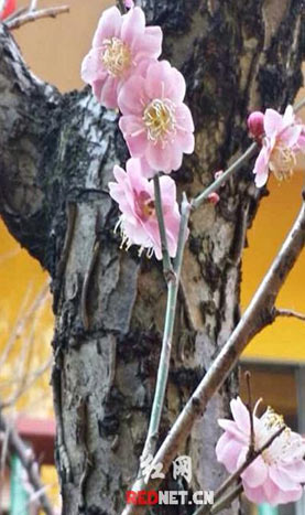 今年天氣反常，正月初二長沙桃花盛開