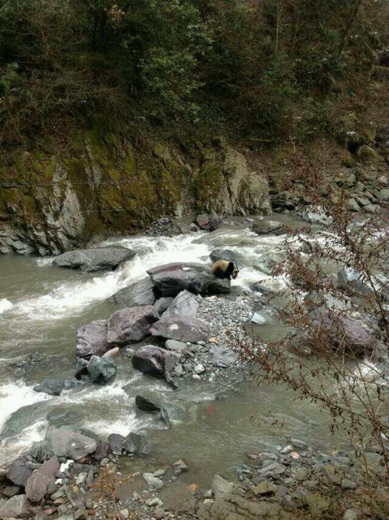 黑水河自然保護(hù)區(qū)發(fā)現(xiàn)野生大熊貓