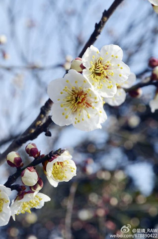 南京梅花山賞梅攻略