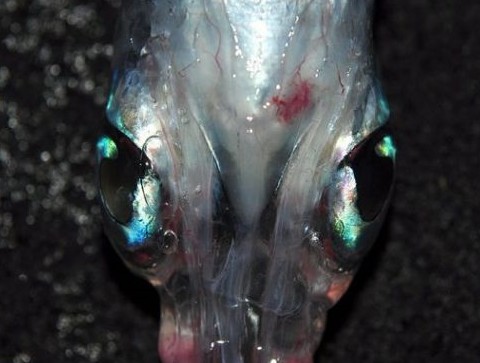 四眼怪魚