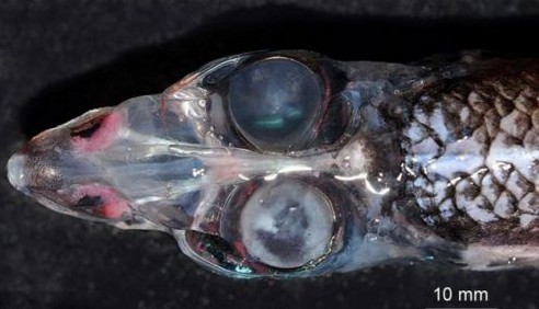 四眼怪魚