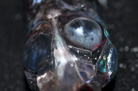 四眼怪魚