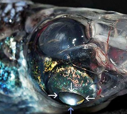 四眼怪魚