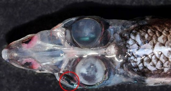 四眼怪魚