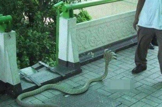 印度神廟驚現五頭蛇