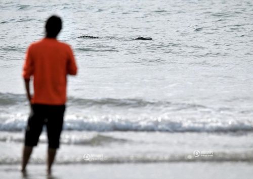 澳大利亞鱷魚沖浪