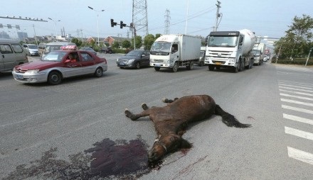 溫州價(jià)值18萬(wàn)駿馬被撞死 肇事工程車逃逸
