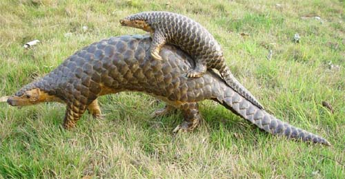 956只穿山甲凍體被查獲 穿山甲是國家二級保護動物