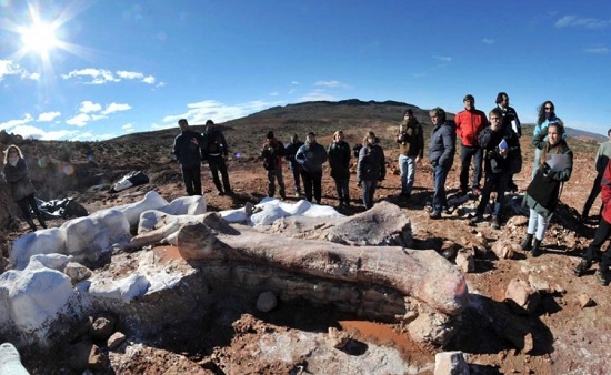 阿根廷現最大恐龍化石身長超40米 科學家預測品種為雷龍