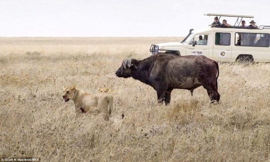 動物世界獅子和水牛 11頭獅子圍攻1頭水牛