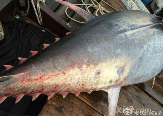 廣東漁民捕獲680斤藍鰭金槍魚