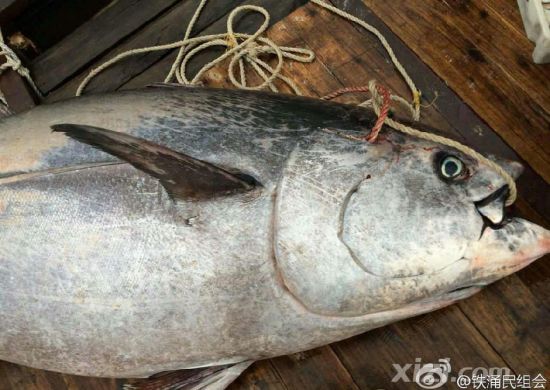 廣東漁民捕獲680斤藍鰭金槍魚