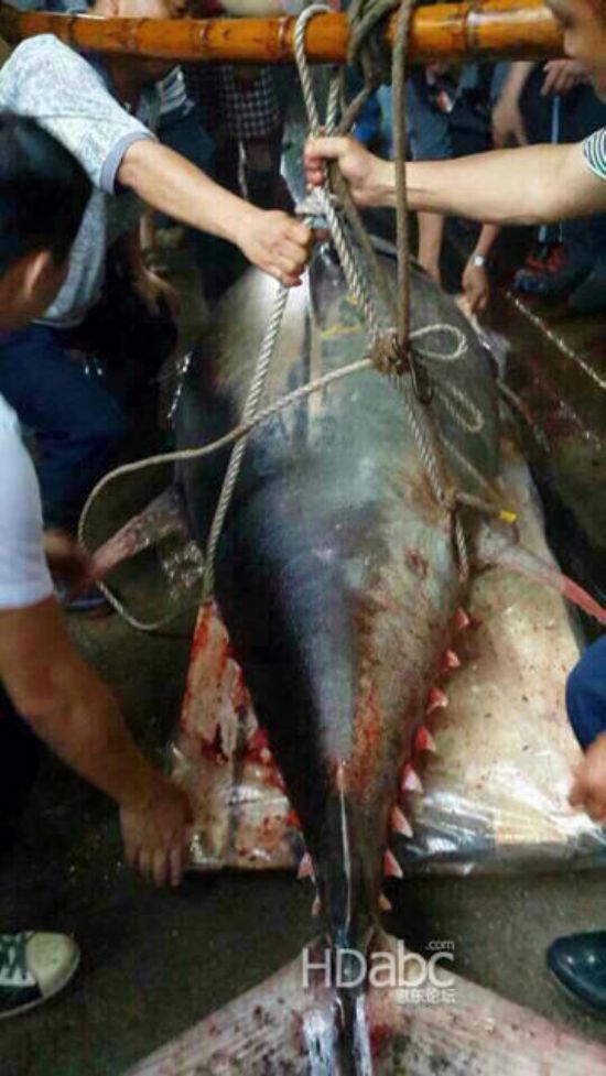 藍鰭金槍魚價格昂貴已瀕臨滅絕，2014年5月11日廣東漁民捕獲680斤藍鰭金槍魚