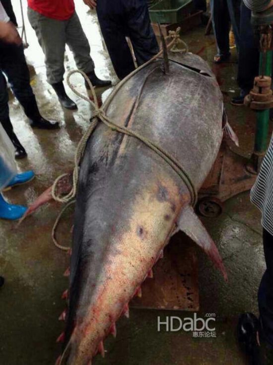 藍鰭金槍魚價格昂貴已瀕臨滅絕，2014年5月11日廣東漁民捕獲680斤藍鰭金槍魚