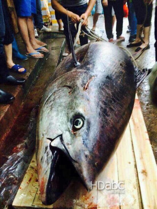 藍鰭金槍魚價格昂貴已瀕臨滅絕，2014年5月11日廣東漁民捕獲680斤藍鰭金槍魚