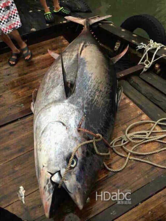 藍鰭金槍魚價格昂貴已瀕臨滅絕，2014年5月11日廣東漁民捕獲680斤藍鰭金槍魚