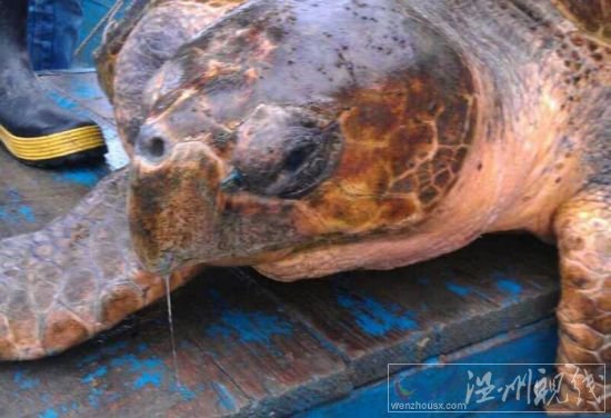 溫州漁民釣到百斤大海龜