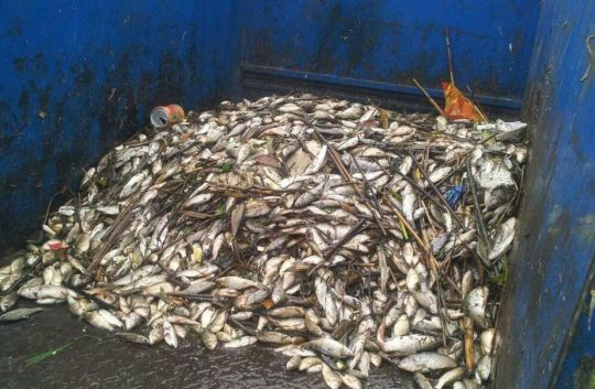 杭州大運河死魚