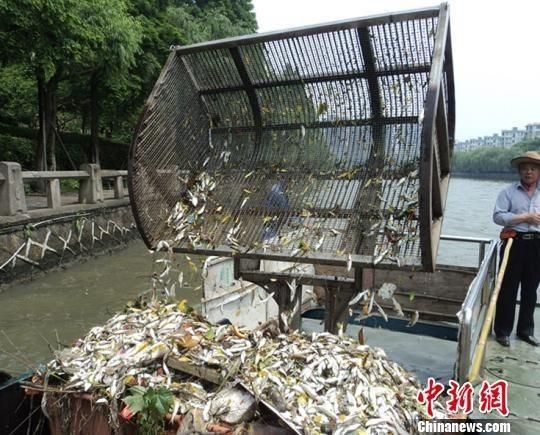杭州大運河死魚