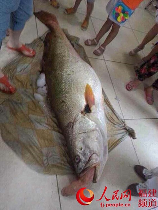 福安女婿端午節送岳父黃唇魚 價值300萬