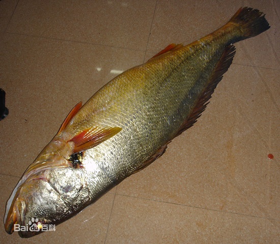 福安女婿端午節送岳父黃唇魚 價值300萬