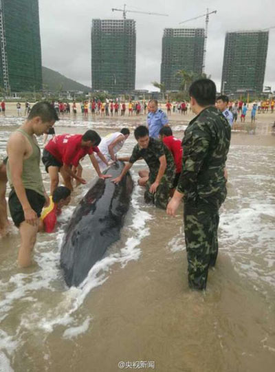 虎頭鯨被臺(tái)風(fēng)吹上廣東沙灘