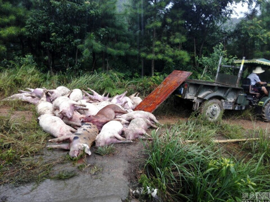 湖南171頭豬遭雷擊死亡