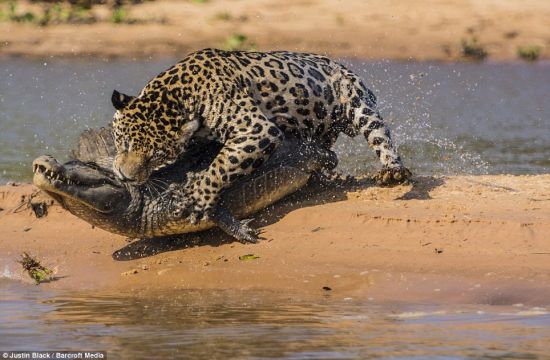 美洲豹獵殺鱷魚