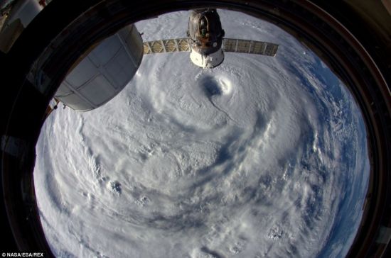 浣熊登陸日本
