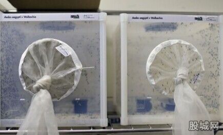 巴西投放良性蚊子抑制登革熱病毒