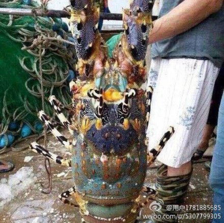 浙江漁民捕到近1米長(zhǎng)神蝦
