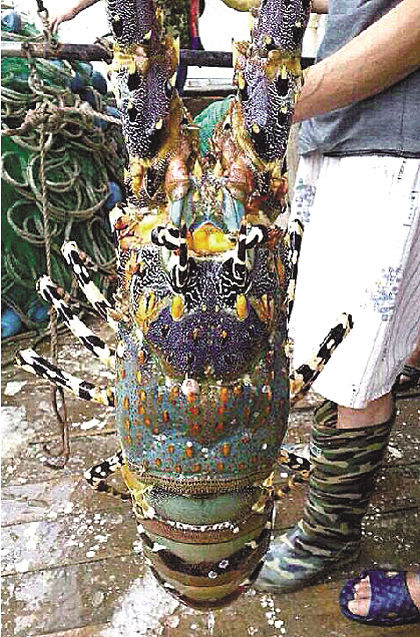 浙江漁民捕到近1米長(zhǎng)神蝦
