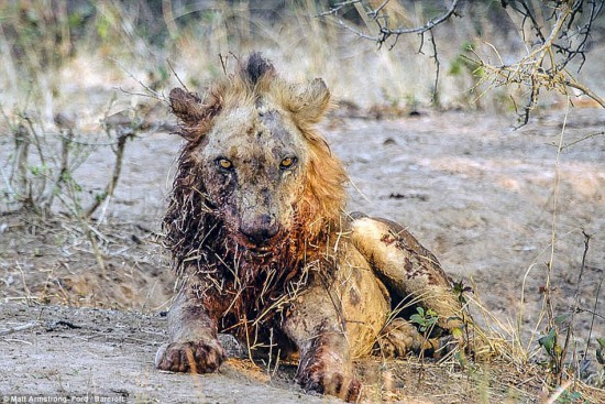 水牛奇跡將獅子殺死