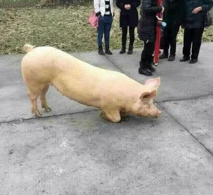 豬到寺院跪拜