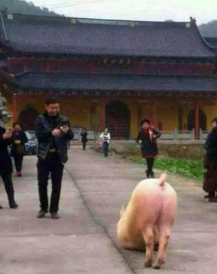 豬到寺院跪拜