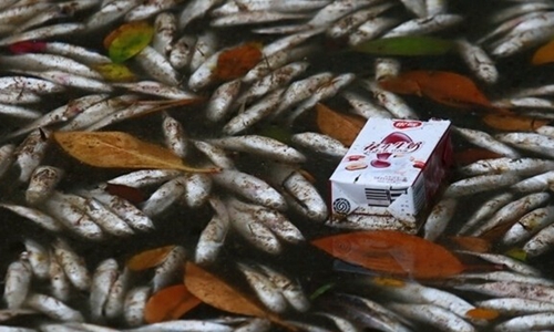 三亞河中現(xiàn)大量死魚