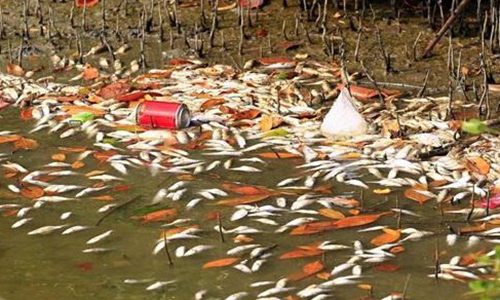 三亞河中現(xiàn)大量死魚