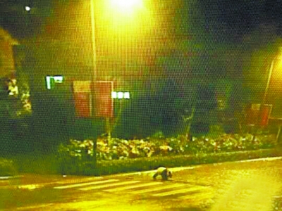 大熊貓深夜逛街