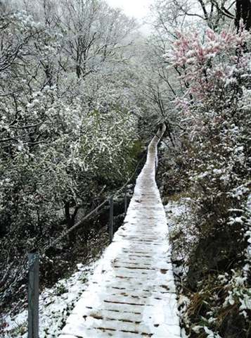 北京靈山五月飄雪，2015年5月9日北京靈山風景區下雪了