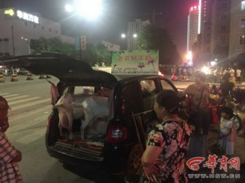 農(nóng)戶開車載活羊賣奶