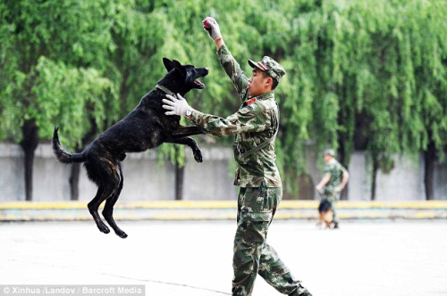警犬在接受訓練