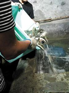 重慶農(nóng)戶挖出魚泉