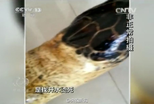 百歲龜遭開水燙死