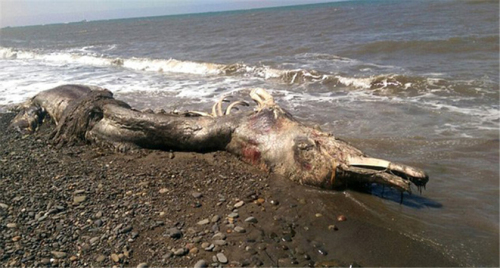 海灘驚現(xiàn)怪獸尸體