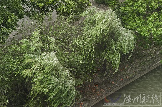溫州刮臺風不下雨，天氣還很好。