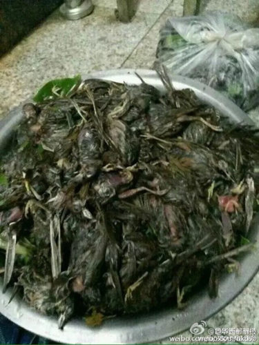 有網(wǎng)友發(fā)圖撿到一大盆被砸死的鳥兒。