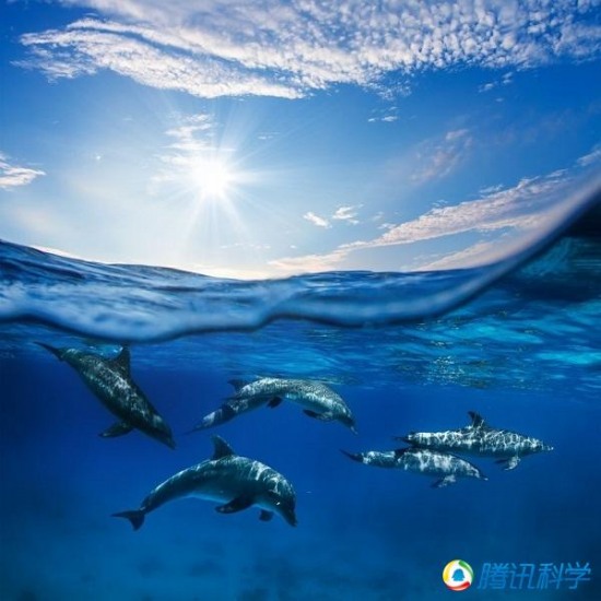 動物世界九大高智商
