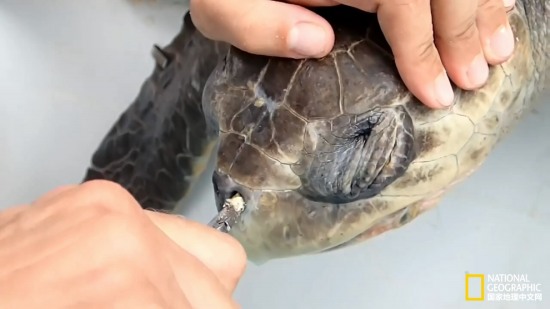 海龜鼻中拔出吸管