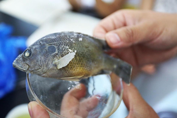 大別山現(xiàn)綠太陽魚