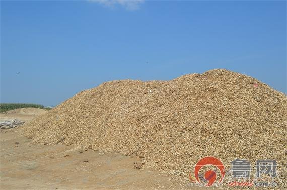山東現曬骨場現場全是動物骨頭